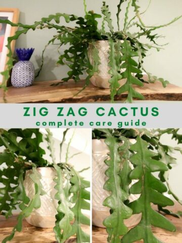 zig-zag-cactus-plant-care-guide-683x1024