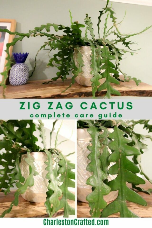 The complete Ric Rac cactus care guide - keep your plants alive