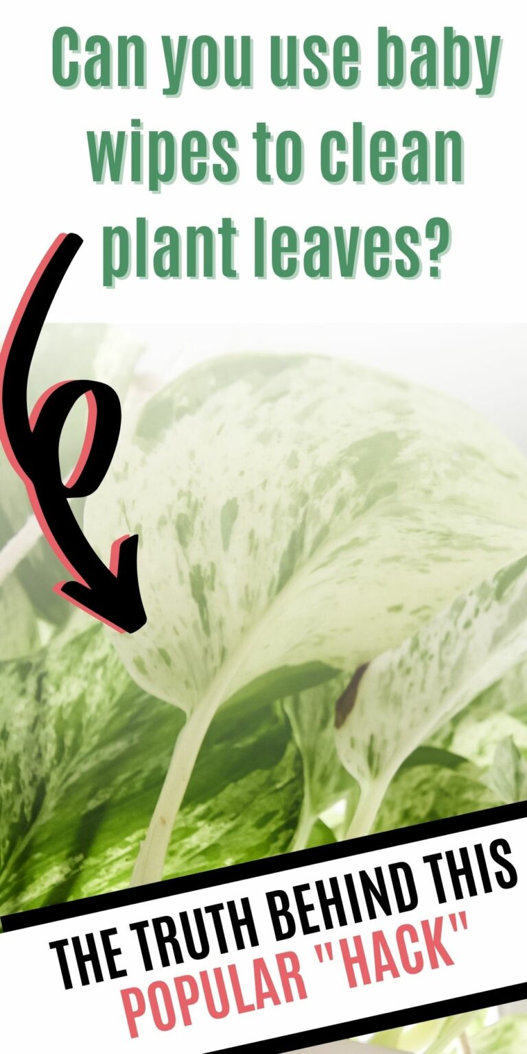 Can you use baby wipes to clean plant leaves? keep your plants alive