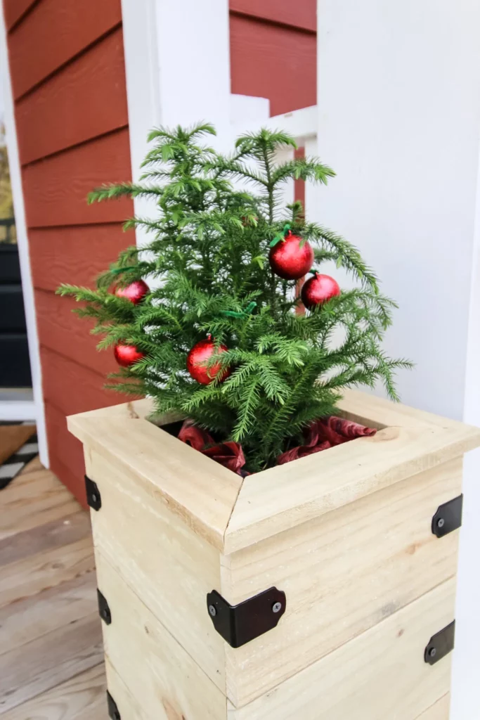 norfolk island pine in a wood planter