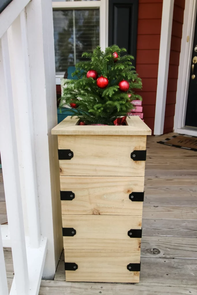 norfolk island pine in a wood planter