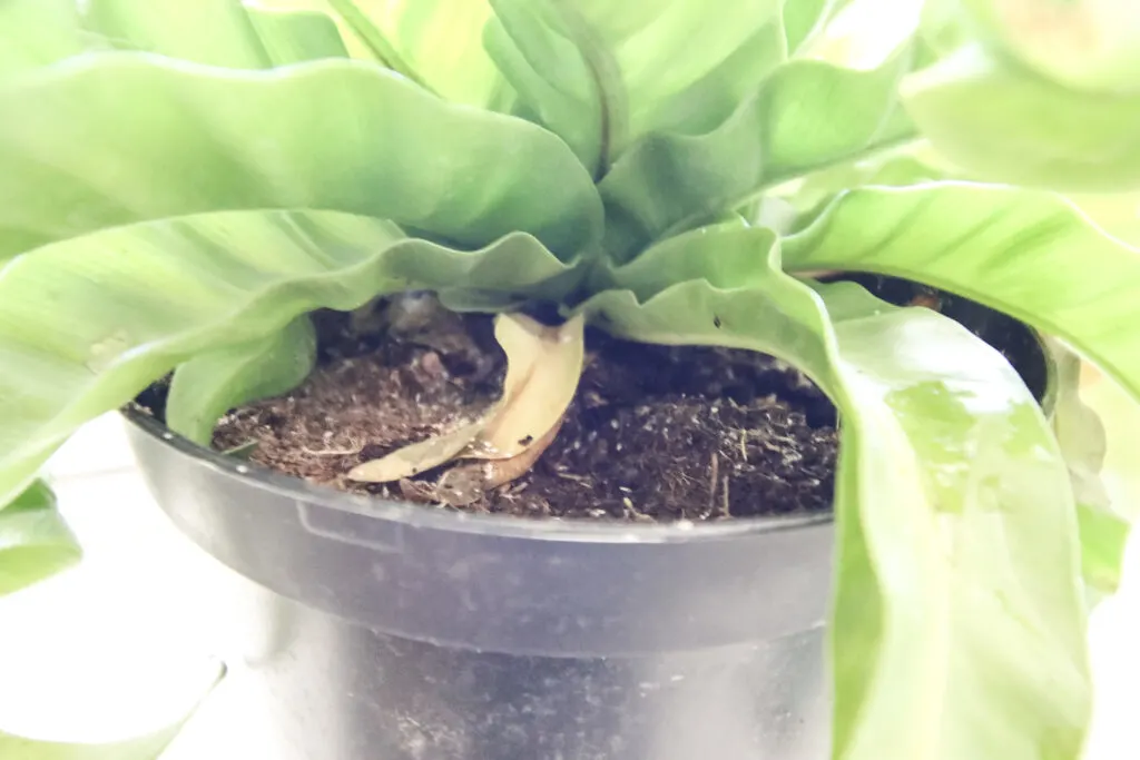 yellow leaf on a hurricane fern