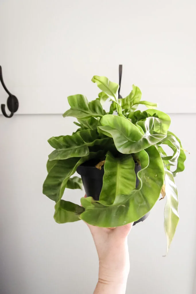 hurricane fern in a pot