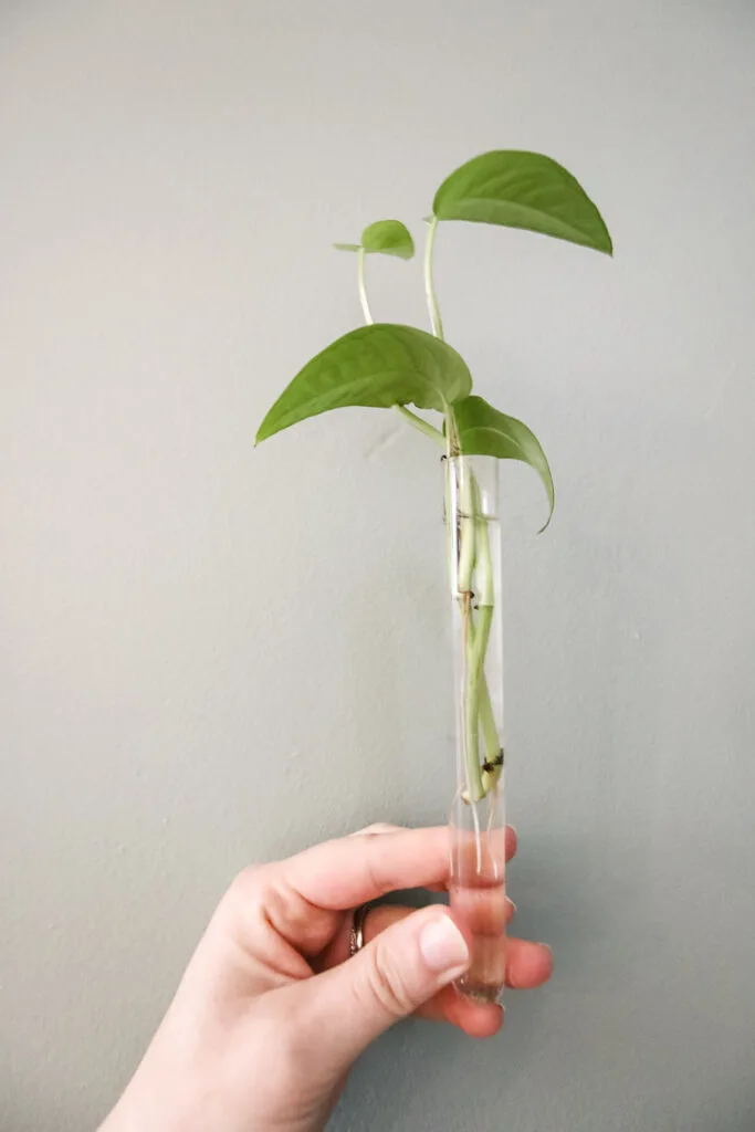 cebu blue cutting with roots