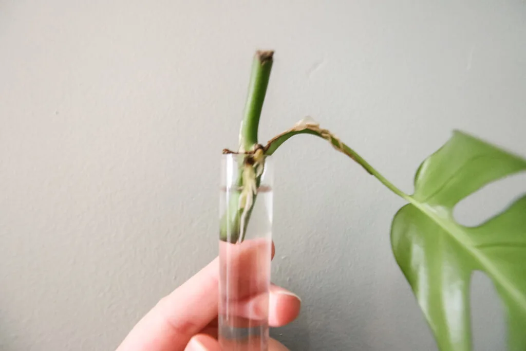 Rhaphidophora tetrasperma cutting propagating in water