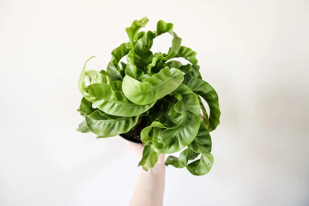 hurricane fern being held in a pot