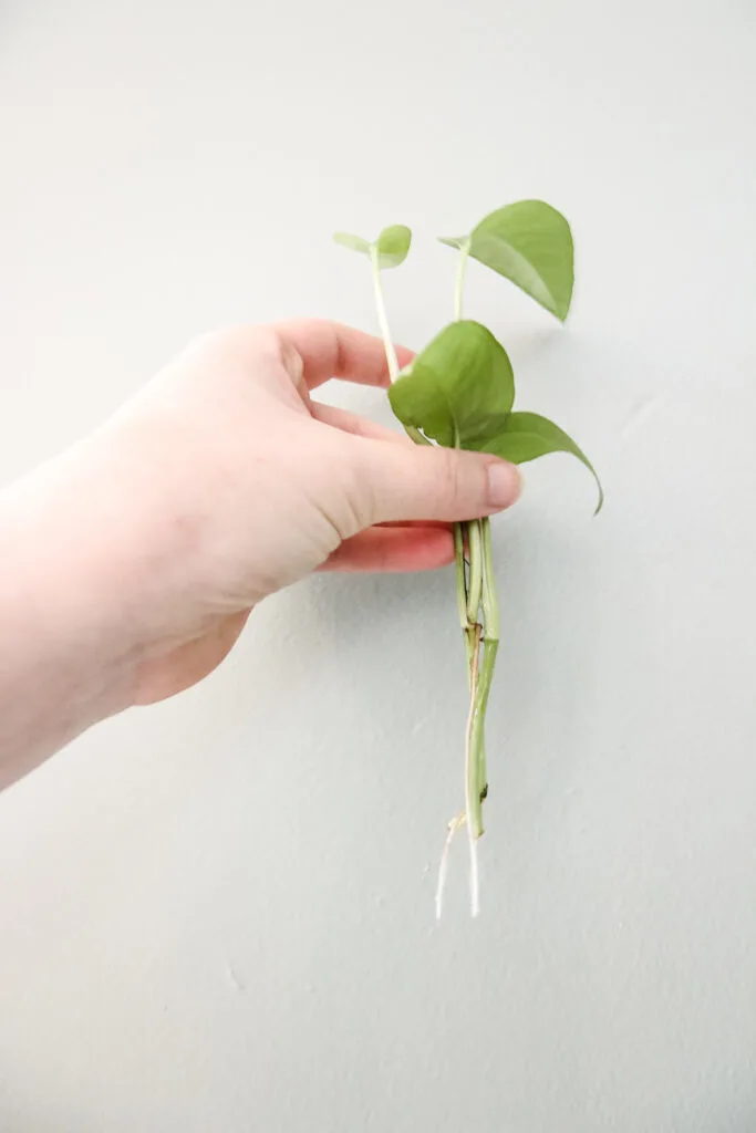 cebu blue cutting with roots