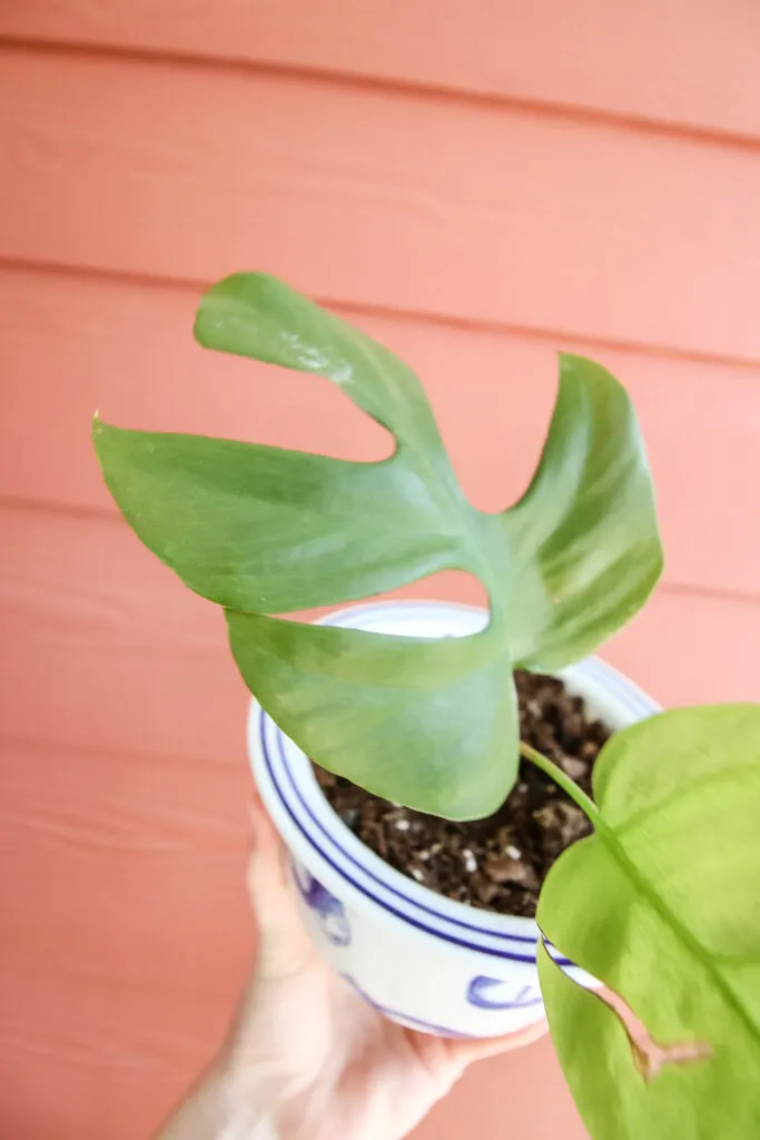 Rhaphidophora tetrasperma leaf close up