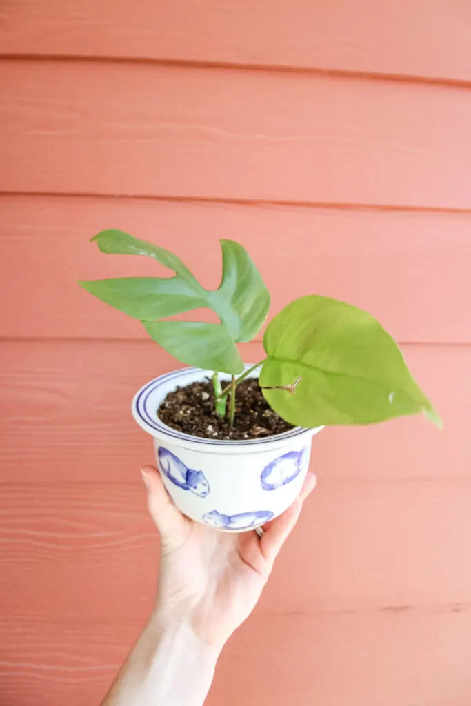 Rhaphidophora tetrasperma in a pot