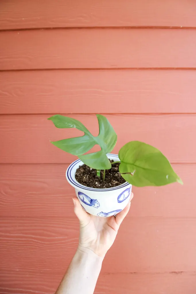 Rhaphidophora tetrasperma in a pot