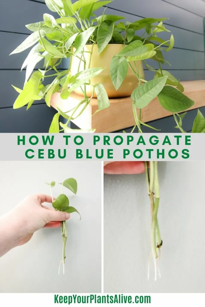 How to propagate cebu blue pothos