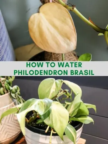 How to water philodendron brasil