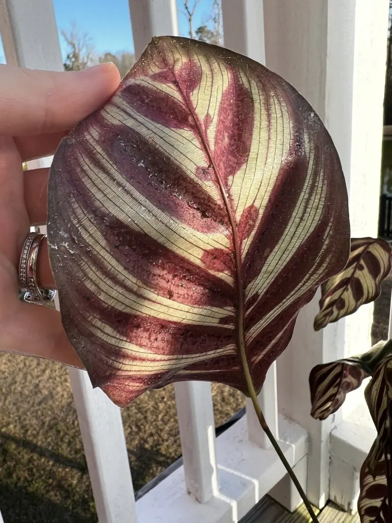 calathea leaf with sap on underside