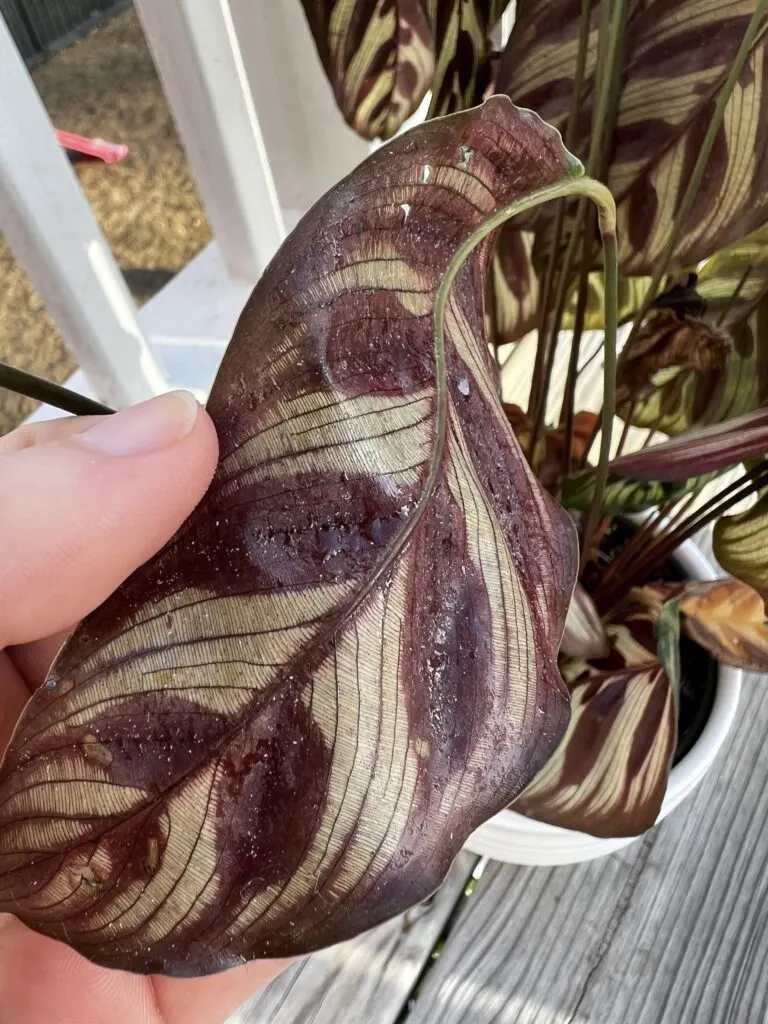 sticky calathea leaf