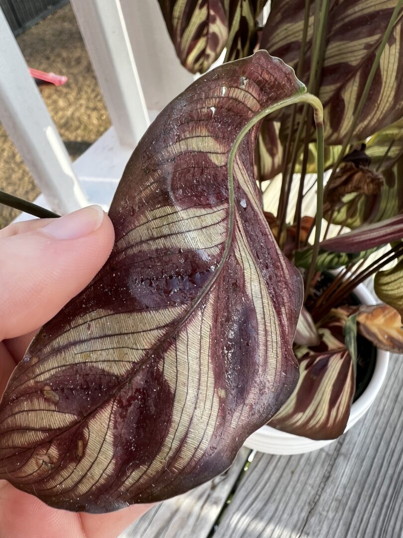 Why is my Calathea sticky under the leaves? keep your plants alive