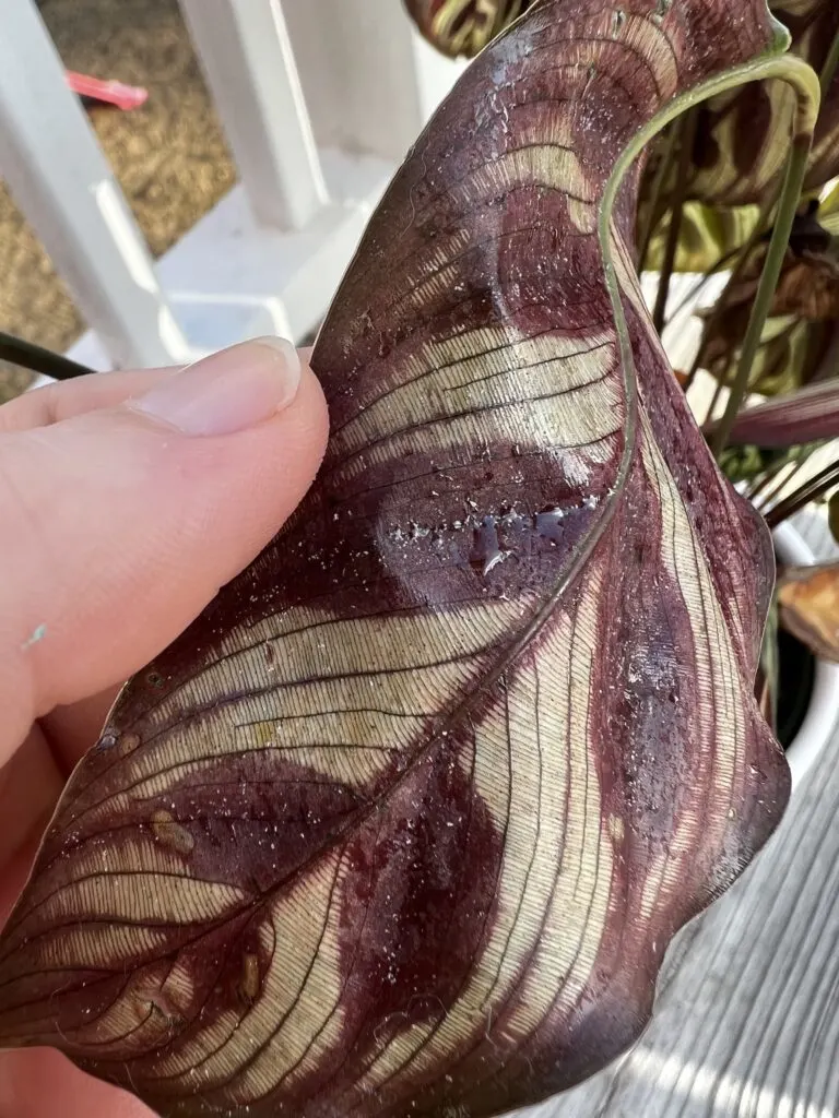 calathea leaf with honeydew