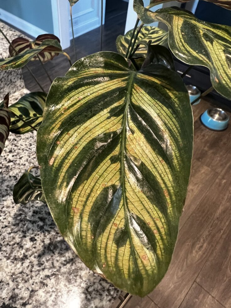 Why does my calathea have brown spots? keep your plants alive