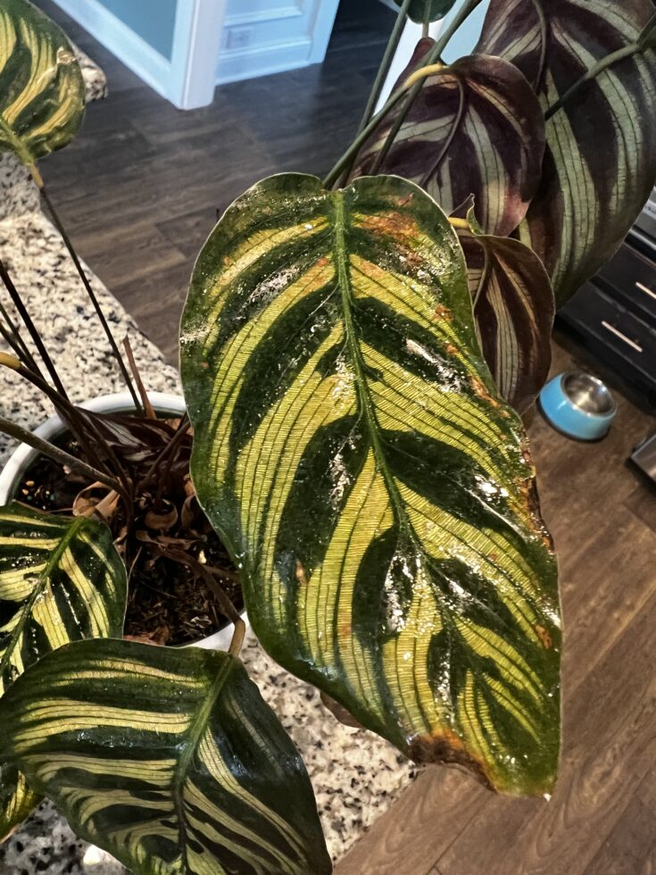 Why does my calathea have brown spots? - keep your plants alive