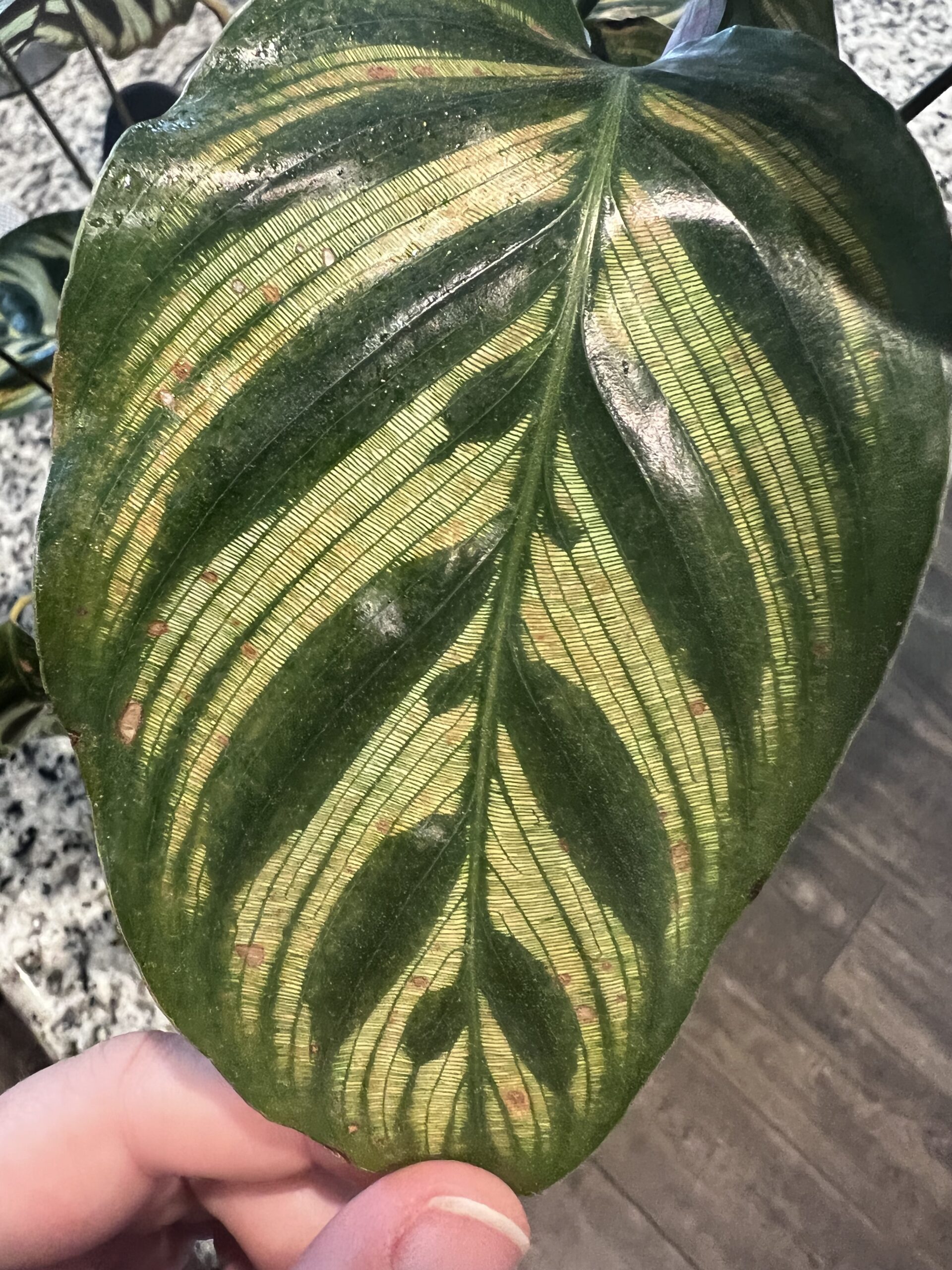 brown spots on calathea leaf