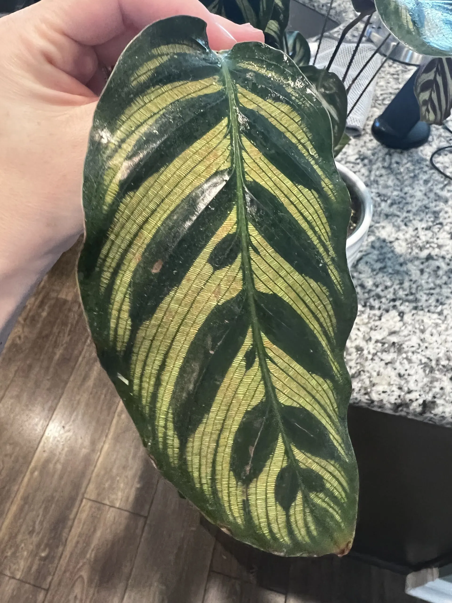 brown spots on calathea leaf