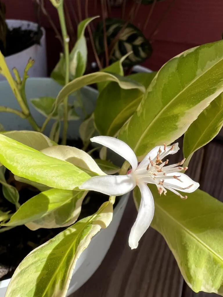 variegated lemon tree bloom