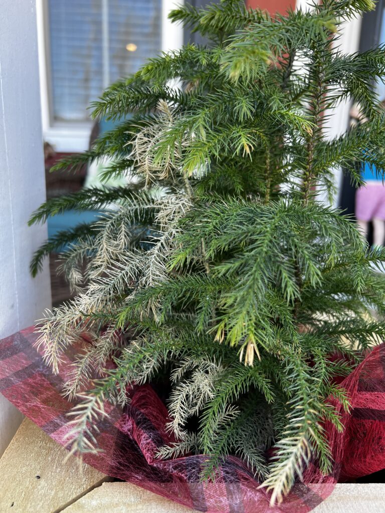 crispy dried out norfolk pine