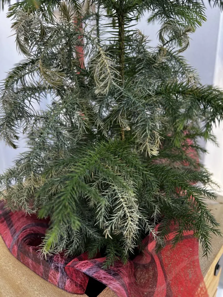 crispy dried out norfolk pine