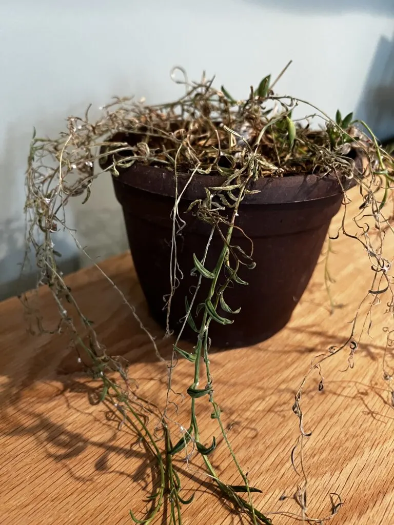 dried out string of bananas plant