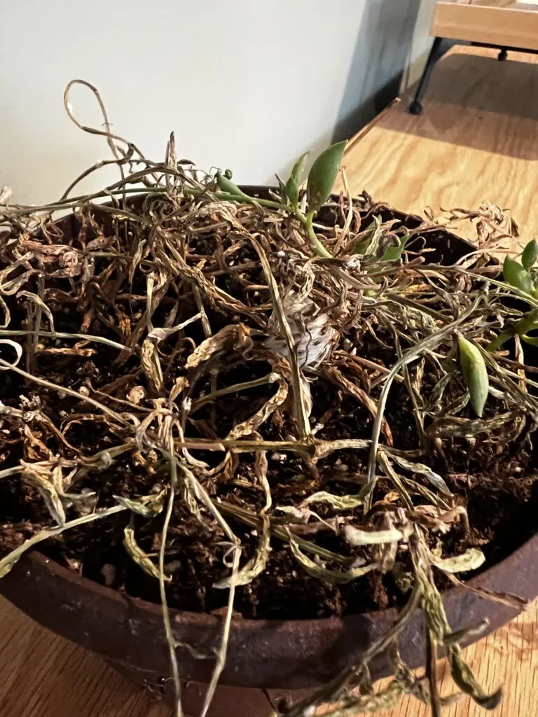 dried out string of bananas plant