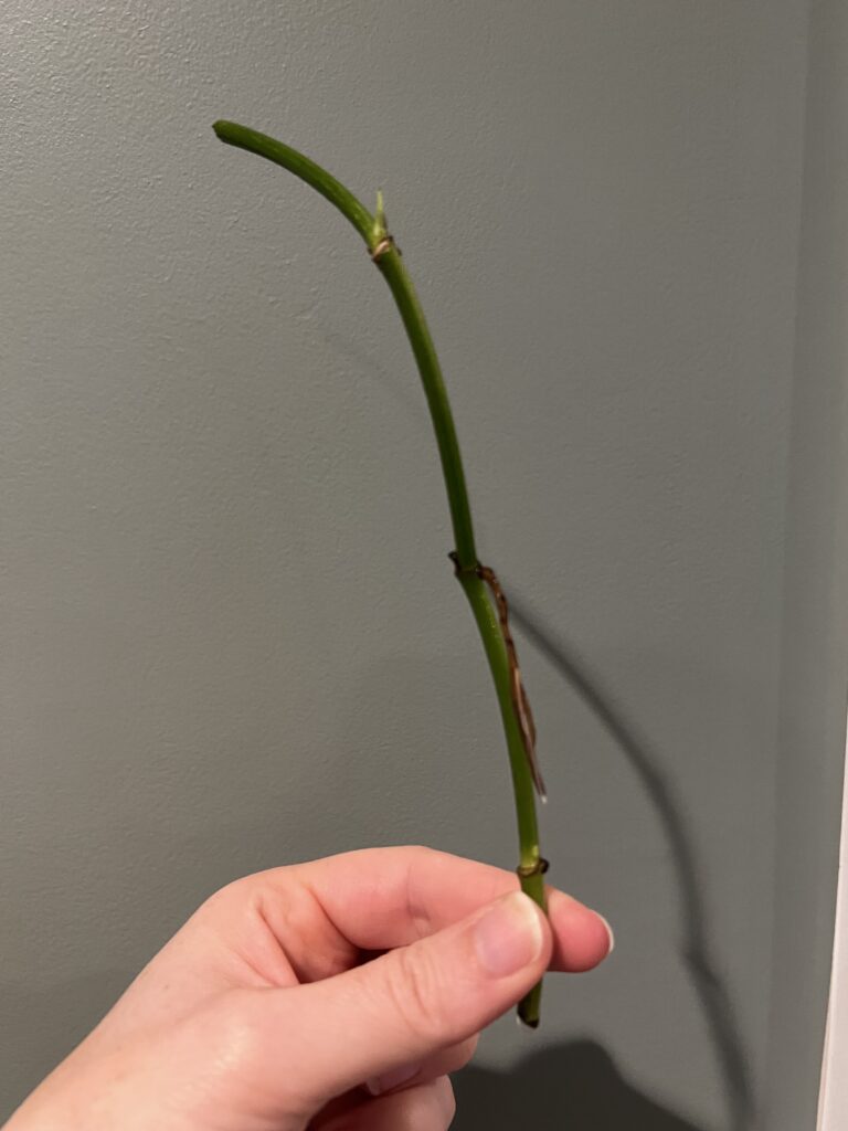 pothos cutting without a leaf