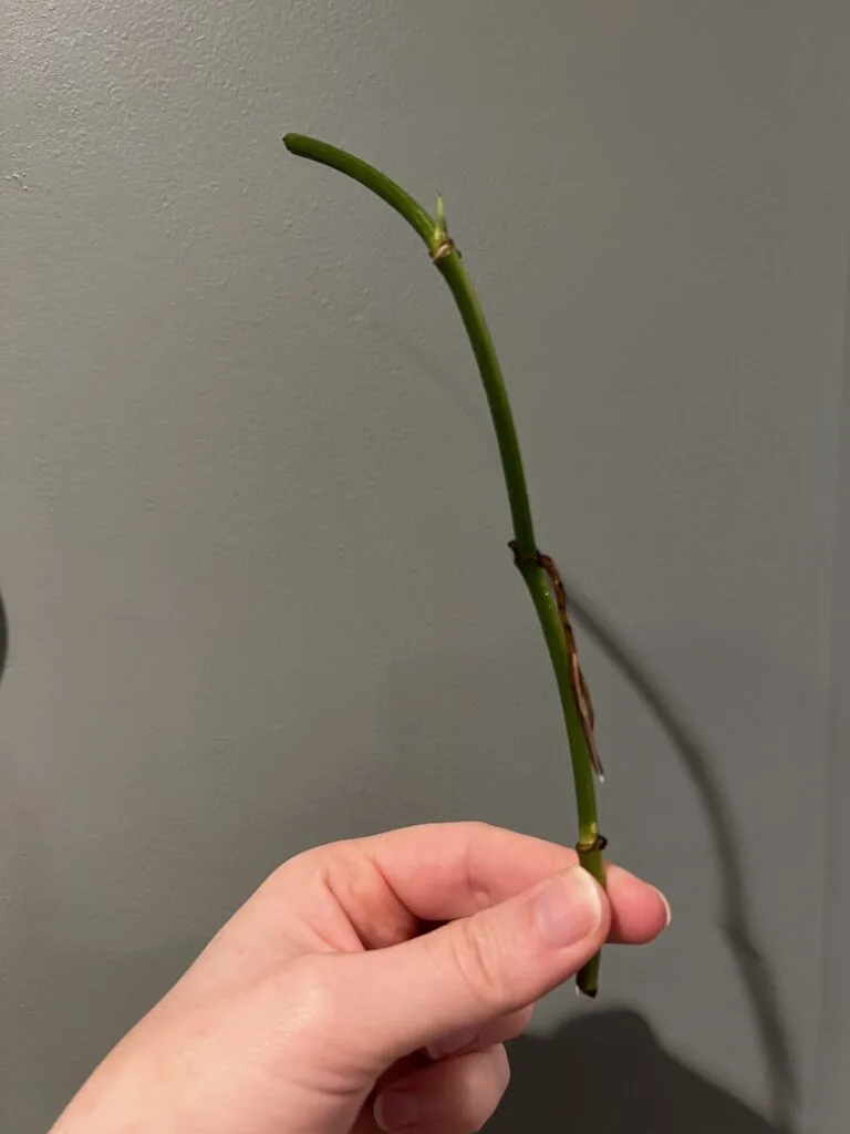 pothos cutting without a leaf