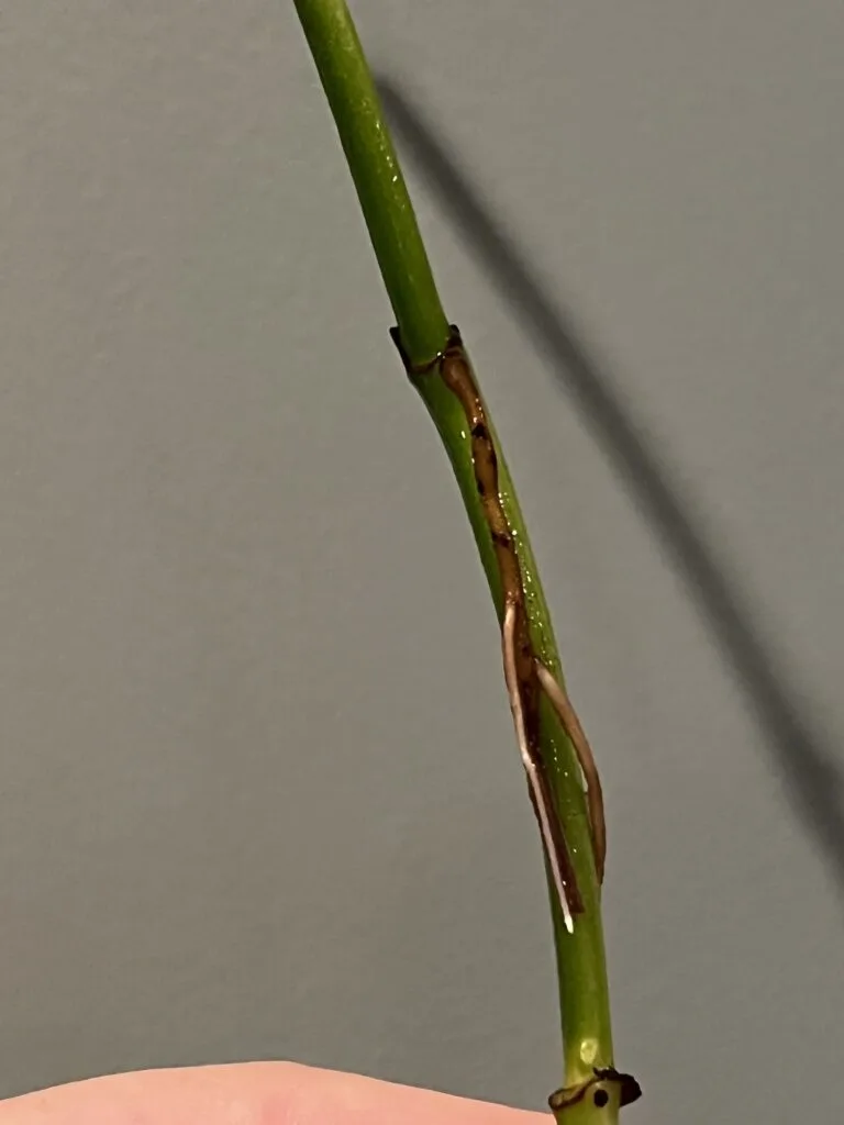 pothos cutting without a leaf