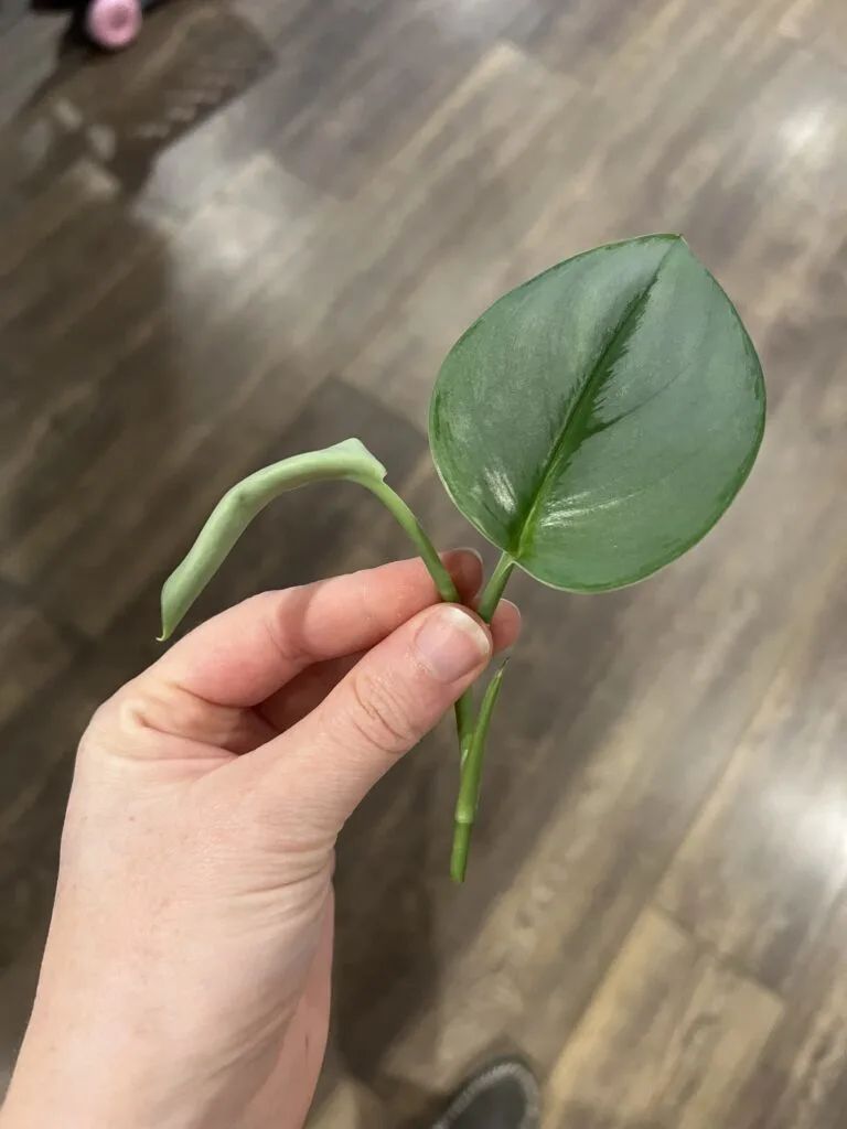 Treubii Moonlight plant cutting