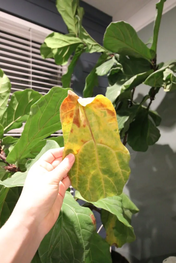 yellow leaf fell off a fiddle leaf fig plant