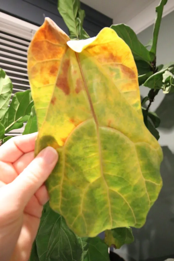 yellow leaf fell off a fiddle leaf fig plant