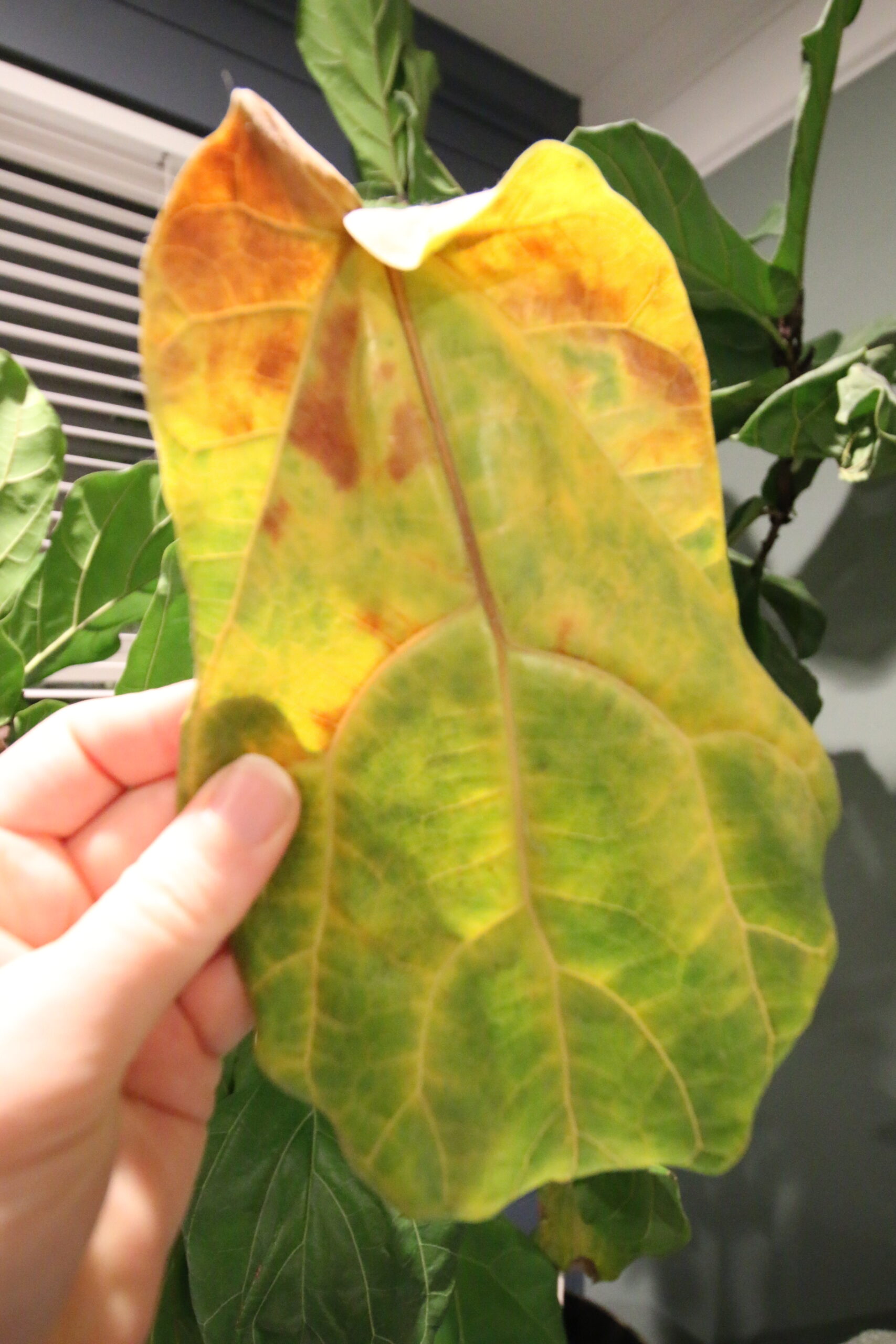 Why are my fiddle leaf fig leaves turning yellow? keep your plants alive