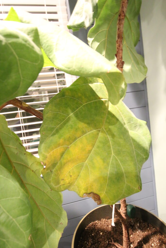 yellow leaf on a fiddle leaf fig plant