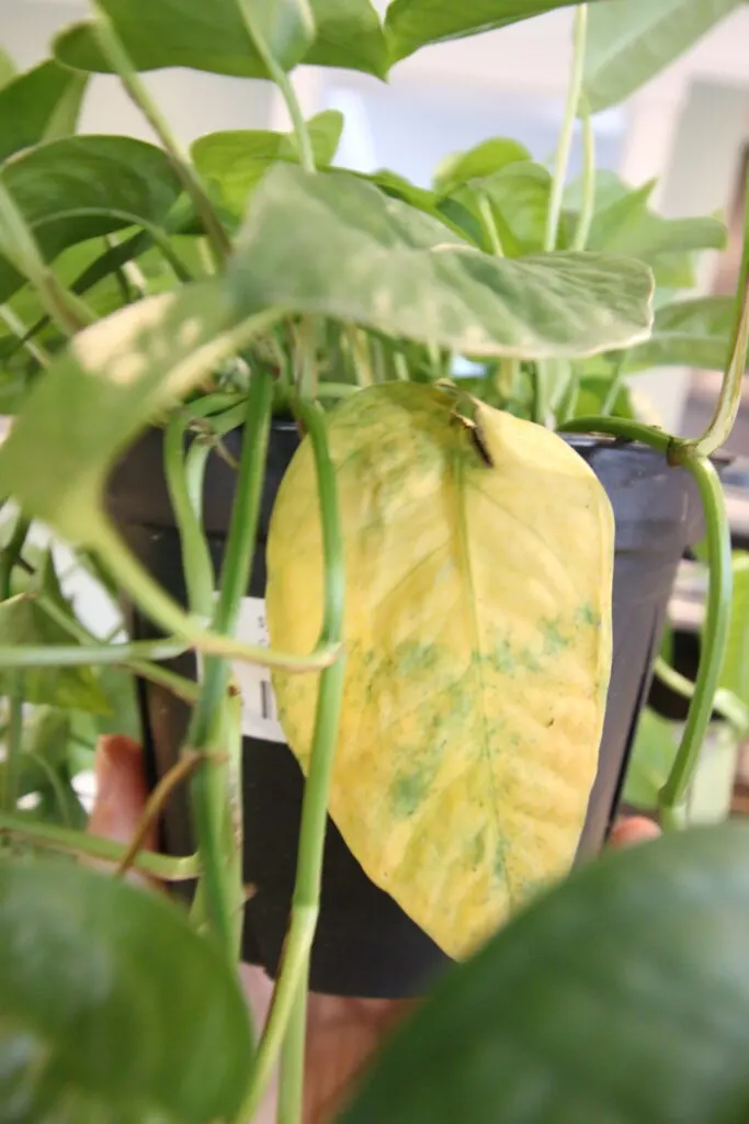 yellow leaf on a cebu blue plant