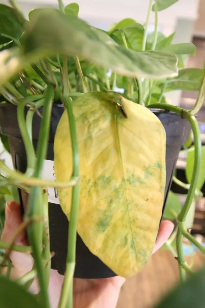 yellow leaf on a cebu blue plant