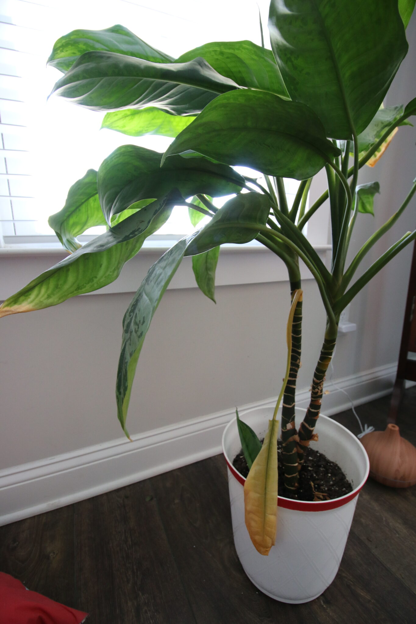 Why is my chinese evergreen plant turning yellow? keep your plants alive