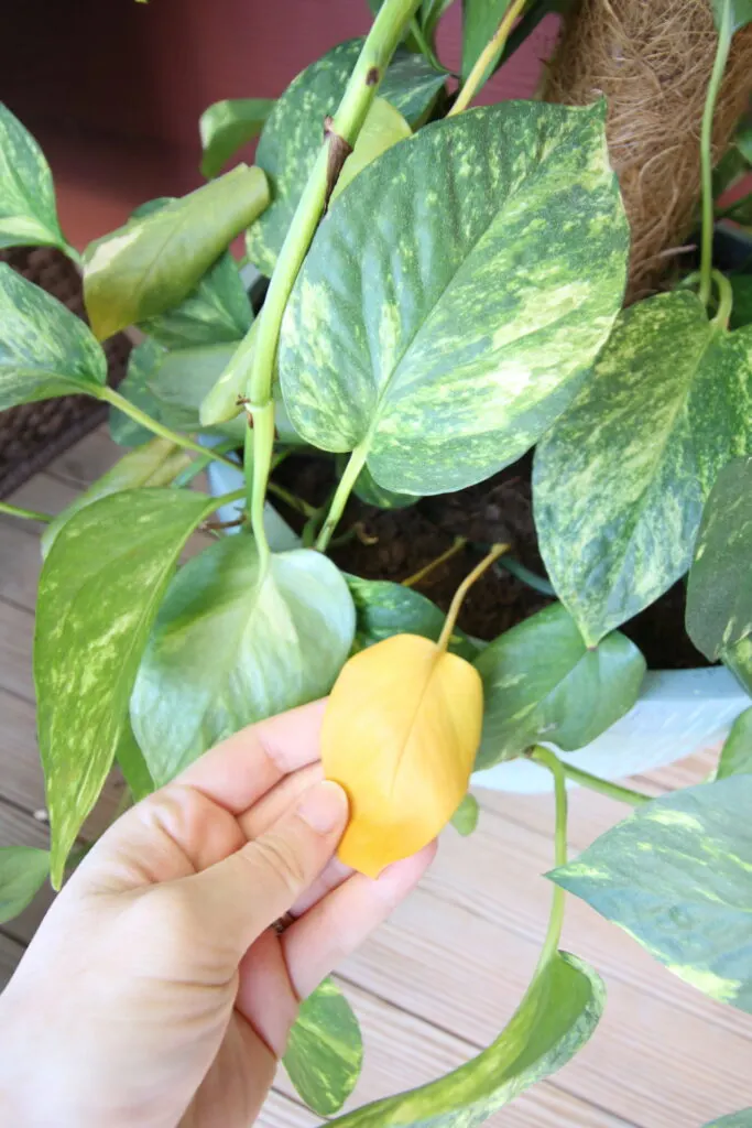 yellow leaf on a golden pothos