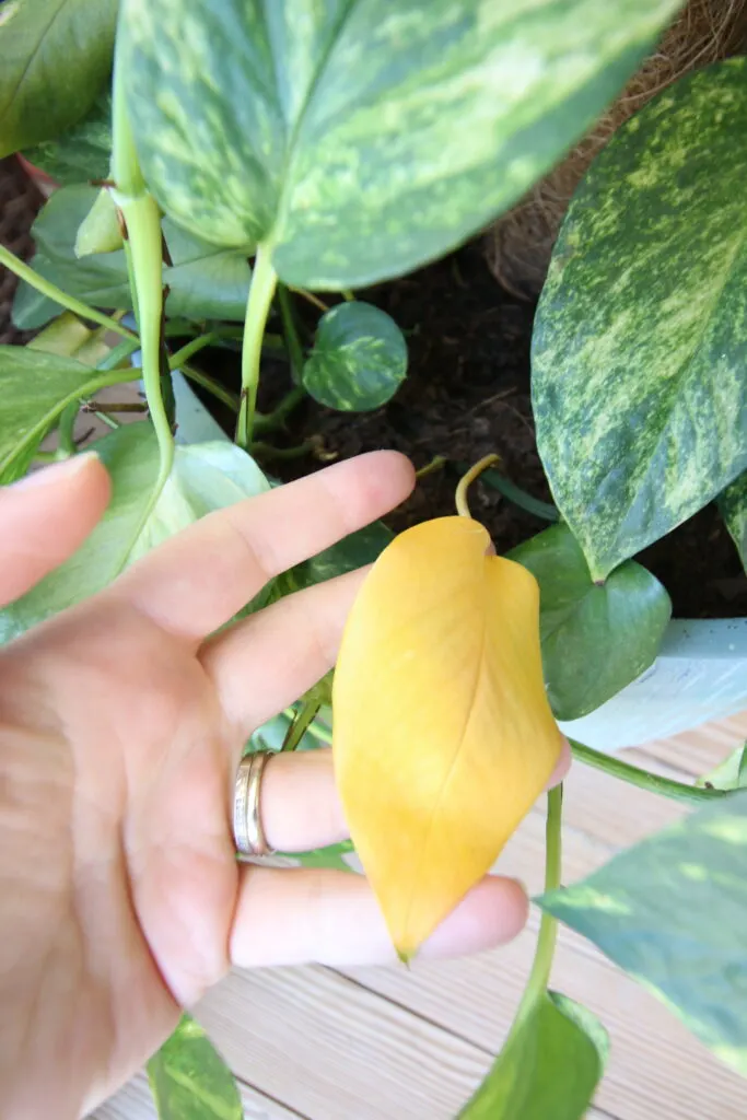 yellow leaf on a golden pothos