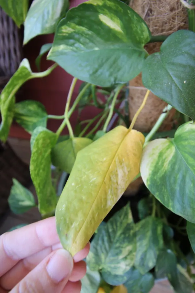 yellow leaf on a golden pothos