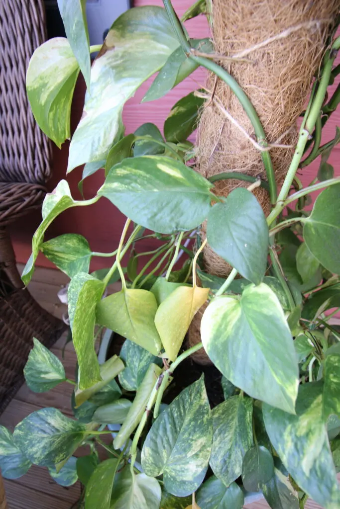 yellow leaf on a golden pothos