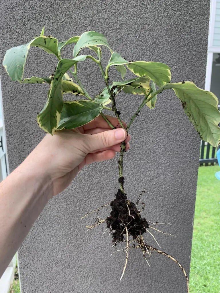 variegated lemon tree cutting