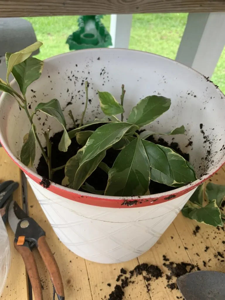 variegated lemon tree cutting