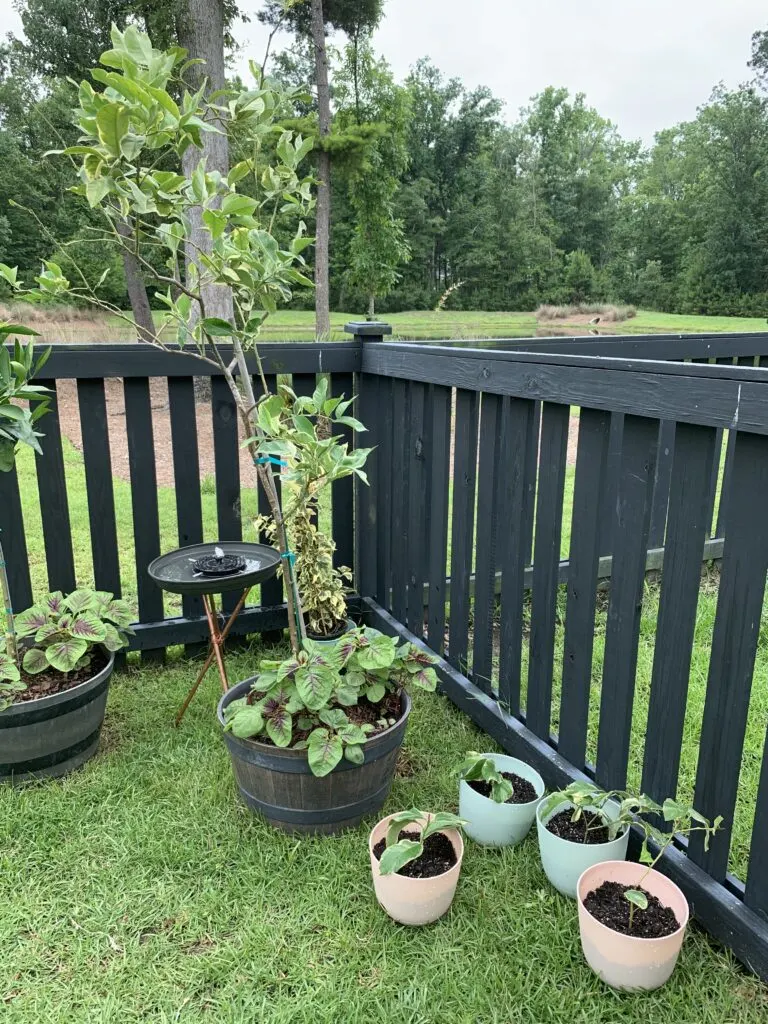 variegated lemon tree with baby trees