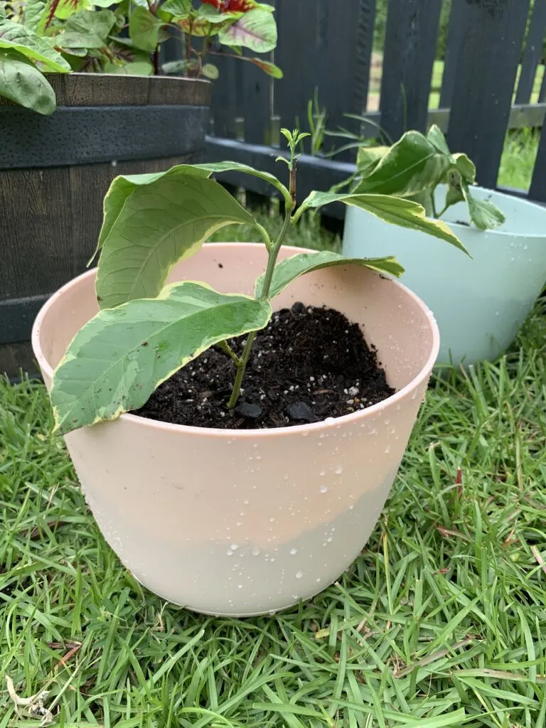 variegated lemon tree cutting