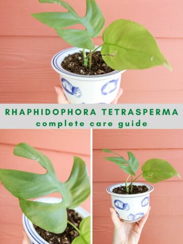 Rhaphidophora Tetrasperma care guide