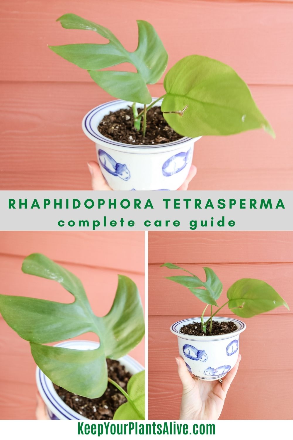 Rhaphidophora Tetrasperma care guide